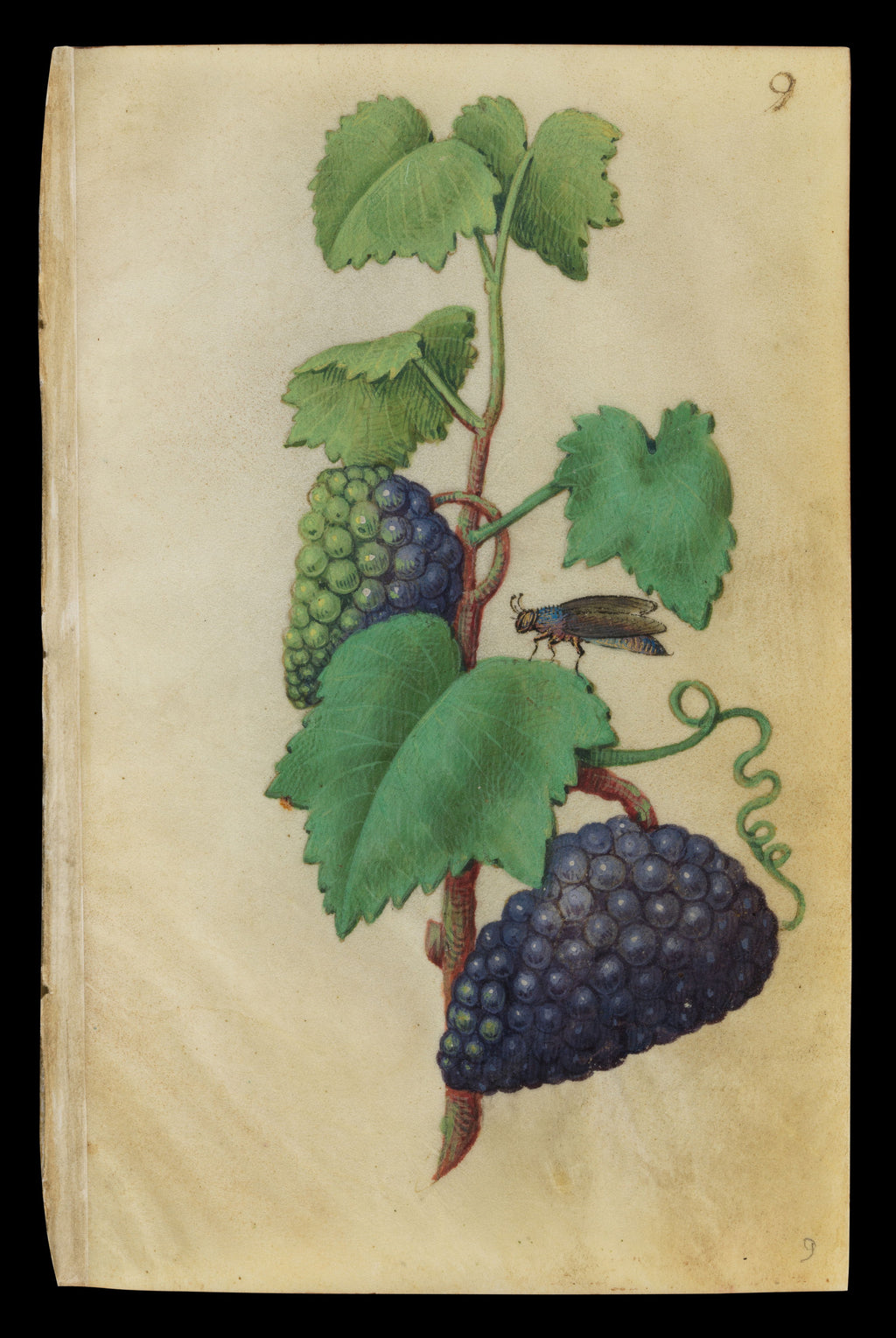Grapevine with Insect – 16th Century Illuminated Botanical Manuscript Illustration - Classic Fine Art Print TheHistoryPrint